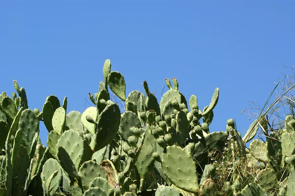 Cactus Opuntia on the nature — Stock Photo, Image