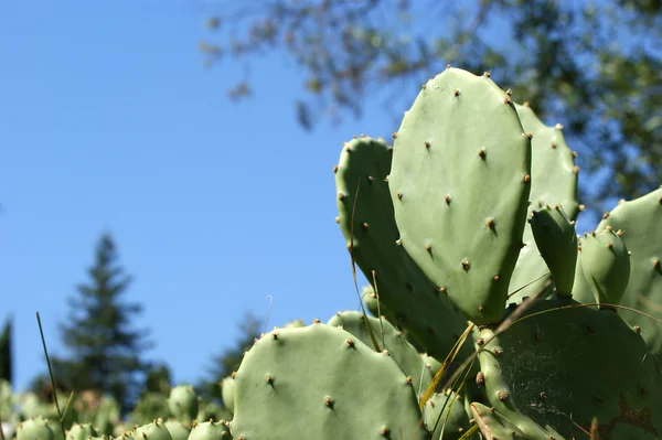 Opuntia Cactus Sulla Natura — Foto Stock