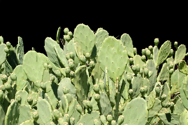 Kaktus opuncja, na białym tle na czarnym tle — Zdjęcie stockowe