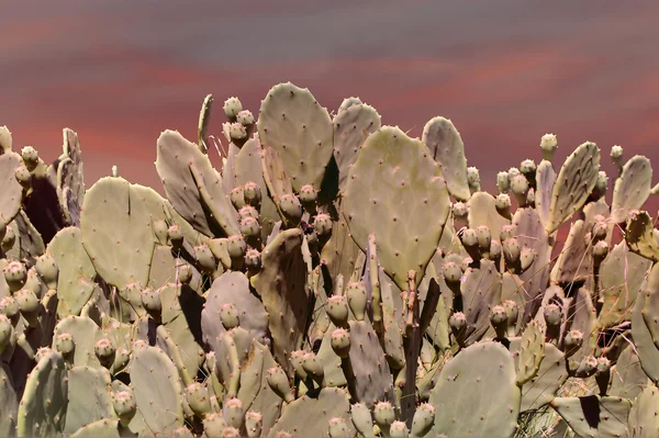 Cactus Opuntia Sobre Natureza — Fotografia de Stock