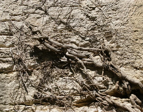 Raízes secas de uma árvore em terra pedregosa — Fotografia de Stock