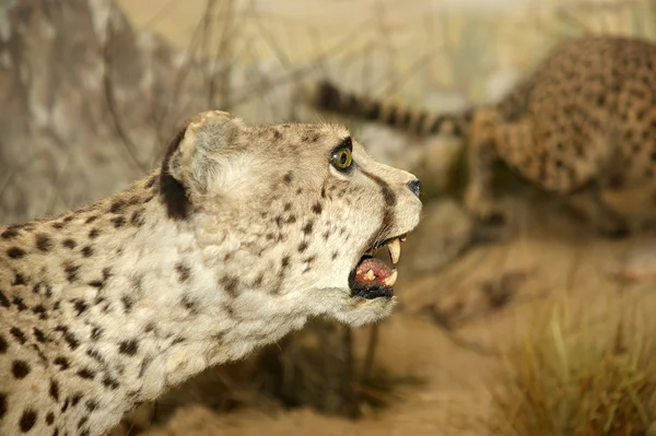 Großer Großer Leopard Aus Nächster Nähe — Stockfoto