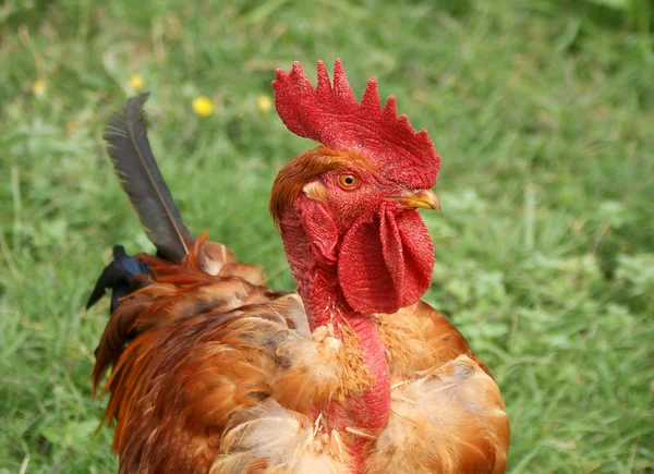 Portrait of a colorful cock. Summer, outdoors. Stock Photo