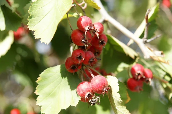 Natural fruit ripe on the branches of hawthorn — Stock Photo, Image