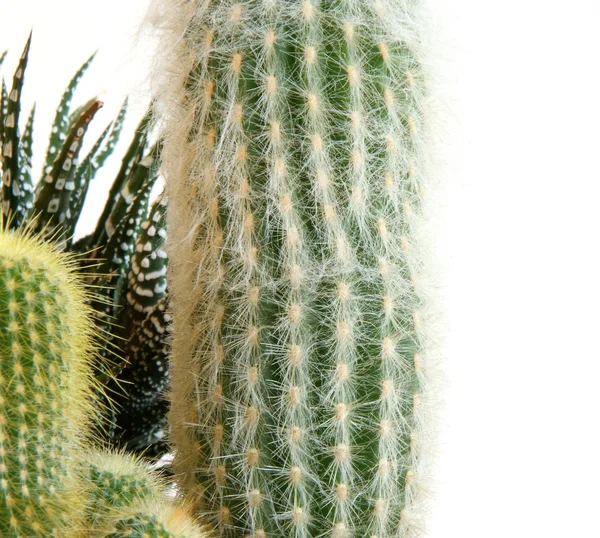 Cactus decorativo su sfondo bianco — Foto Stock