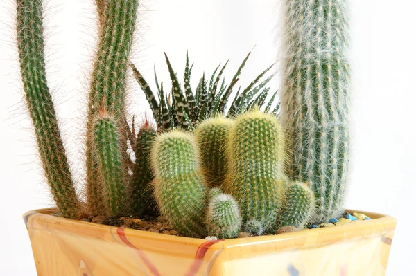 Cactus Décoratif Sur Fond Blanc — Photo