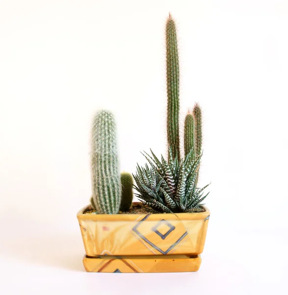 Dekorativní kaktusy na bílém pozadí — Stock fotografie