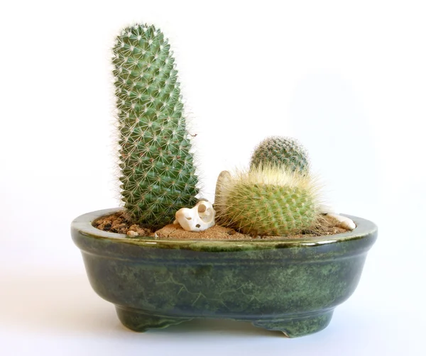 Decorative Cactus White Background — Stock Photo, Image