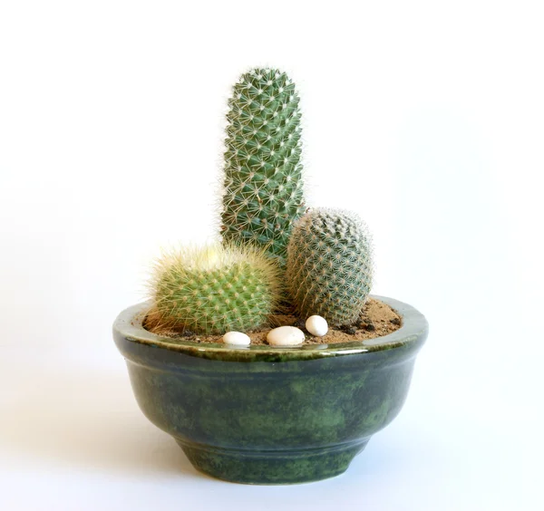 Cactus Décoratif Sur Fond Blanc — Photo