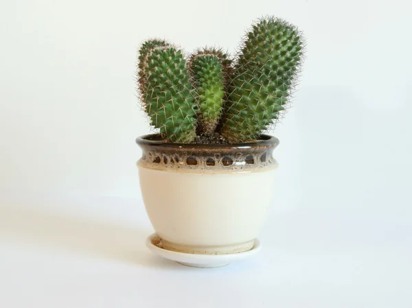 Dekorativní kaktusy na bílém pozadí — Stock fotografie