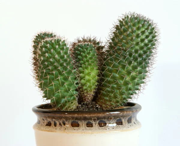 Stock image Decorative cactus on a white background