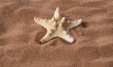 kum, closeup üzerinde büyük bir deniz yıldızı