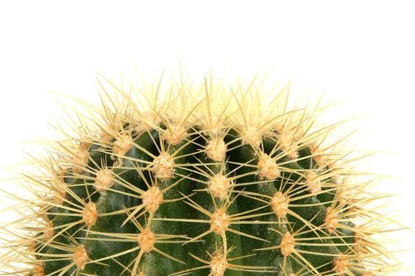 Cactus décoratif sur fond blanc — Photo