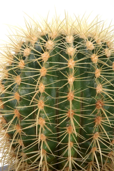 Cactus décoratif sur fond blanc — Photo
