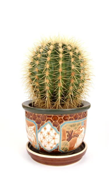 Decorative cactus on a white background — Stock Photo, Image