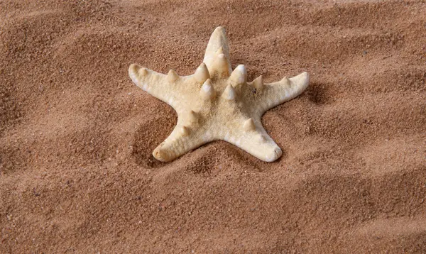 A large starfish on the sand, closeup — Stock Photo, Image