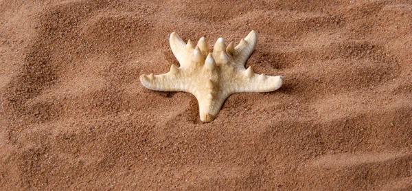 Ein großer Seestern im Sand, Nahaufnahme — Stockfoto
