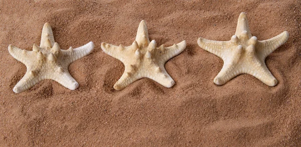 Tre grandi stelle marine sulla sabbia, primo piano — Foto Stock