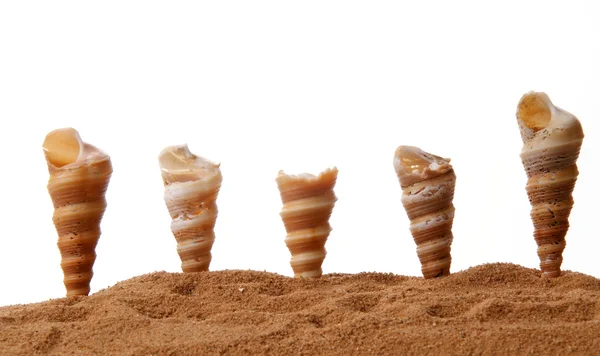 Nombre de coquillages sur le sable, gros plan, isolés sur fond blanc — Photo