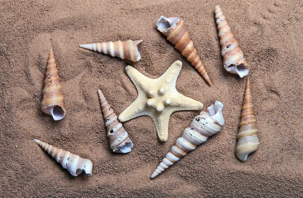 Seashells on the sand, closeup — Stock Photo, Image