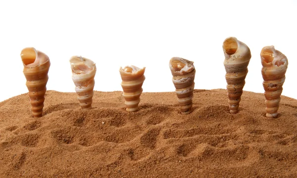 Antal snäckskal på sanden, närbild, isolerad på vit bakgrund — Stockfoto