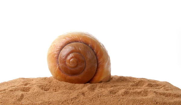 Seashell on the sand, closeup, isolated on white background — Stock Photo, Image