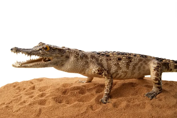Krokodil på sanden, isolerad på en vit bakgrund — Stockfoto
