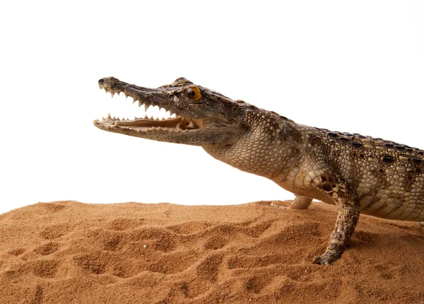 Крокодил на песке, изолированный на белом фоне — стоковое фото