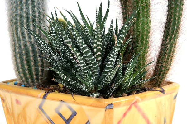 Kaktus dekoracyjne na białym tle — Zdjęcie stockowe
