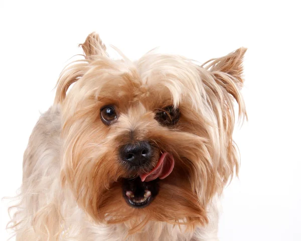 Portrait of a Yorkshire terrier — Stock Photo, Image