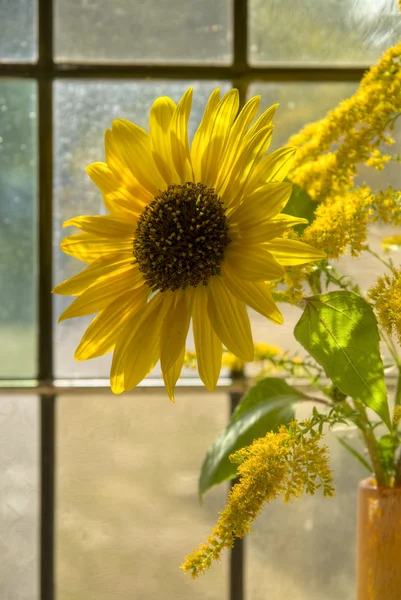 Slunečnice v sluncem zalité okno Royalty Free Stock Obrázky