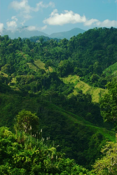 Grönskande sluttning i colombia — Stockfoto
