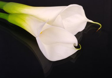 Two White Arum Lilies on Black clipart