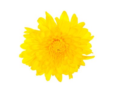 Yellow Chrysanthemum clipart