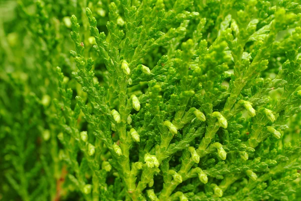 Wiosna zielony pąk — Zdjęcie stockowe