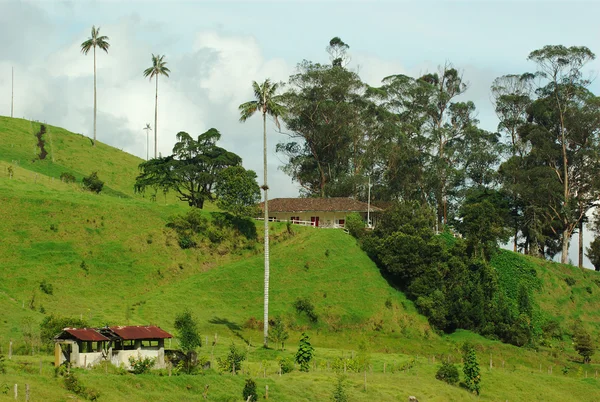 Waxpalms in Colombia — Stock Photo, Image