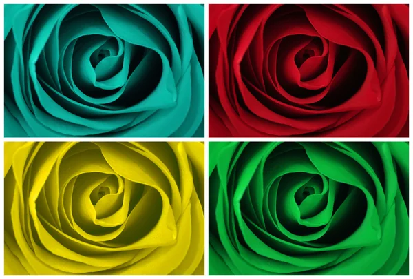 Rosa em quatro cores — Fotografia de Stock