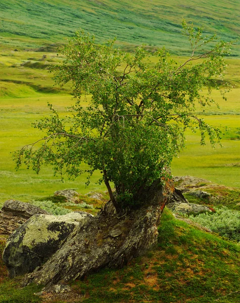 Strom, který roste na skále — Stock fotografie