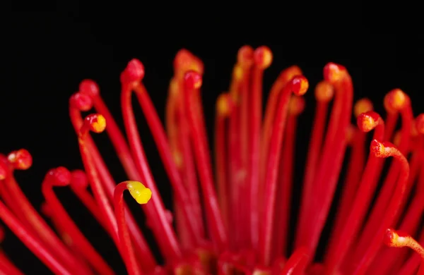 Rote Protea — Stockfoto