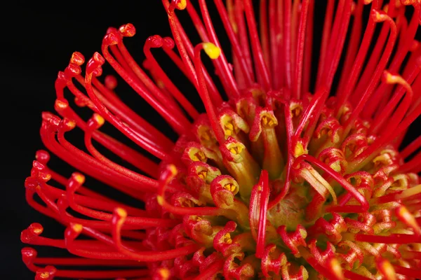 stock image Red Protea