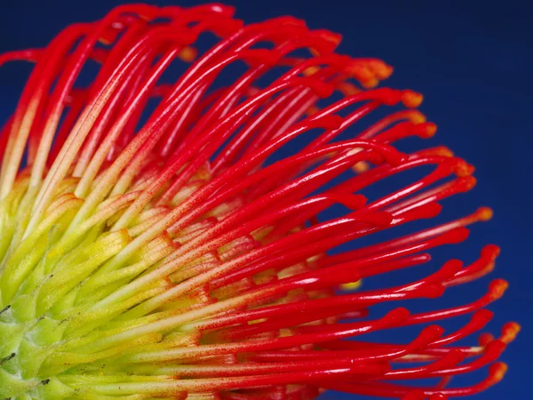 stock image Red Protea