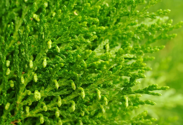 Wiosna zielony pąk — Zdjęcie stockowe