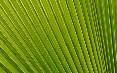 Leaf of a Palm Tree clipart