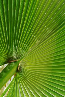 Bir palmiye yaprağı