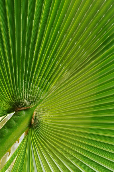 stock image Leaf of a Palm Tree