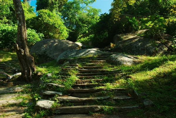 Escaleras de piedra en medio de exuberante vegetación — Foto de Stock