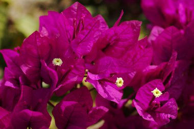 Bougainvillea clipart