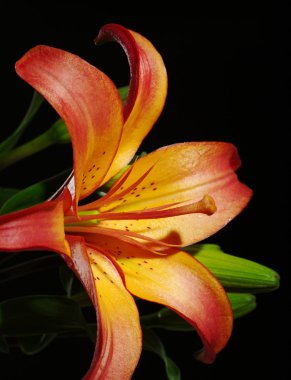 siyah turuncu daylily