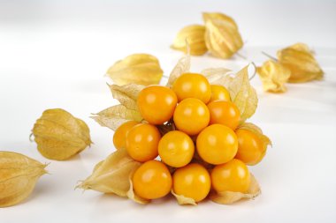 Physalis