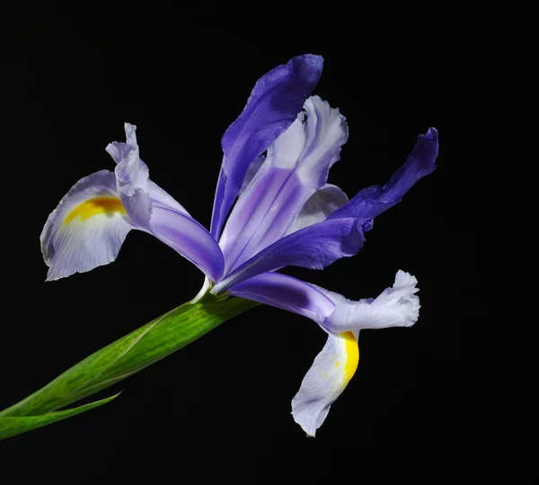 Iris Azul Sobre Fondo Negro Enfoque Selectivo — Foto de Stock